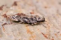 Psoricoptera gibbosella