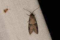 Penestoglossa dardoinella