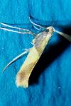 Caloptilia alchimiella