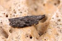 Anarsia lineatella