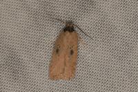 Agonopterix subpropinquella