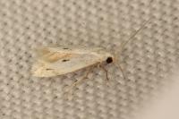 Elachista contaminatella