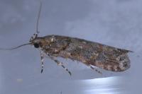 Teleiopsis diffinis