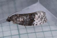 Apotomis betuletana