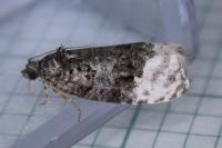 Apotomis betuletana