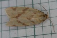 Clepsis pallidana