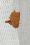 Hoyosia codeti