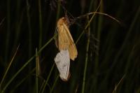 Hepialus humuli
