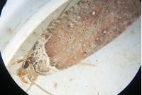 Agonopterix cnicella
