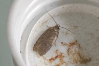 Agonopterix cnicella