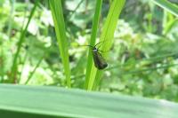 Adela reaumurella