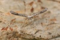 Stenoptilia zophodactyla