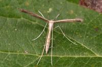 Stenoptilia zophodactyla