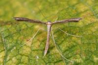 Stenoptilia zophodactyla