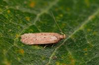 Bryotropha terrella