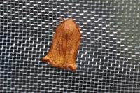 Archips podana