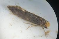 Monopis laevigella/weaverella