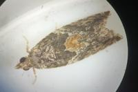 Epinotia nisella