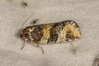 Ptycholomoides aeriferanus