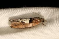Epinotia brunnichana
