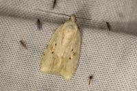 Agonopterix petasitis
