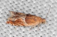 Ancylis obtusana