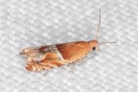 Ancylis obtusana