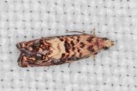Pammene gallicolana