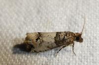 Notocelia incarnatana/mediterranea