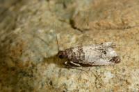 Notocelia incarnatana/mediterranea