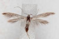 Coleophora texanella