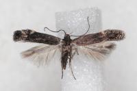 Aproaerema anthyllidella