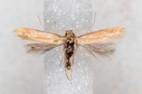 Tischeria decidua