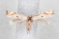 Elachista contaminatella