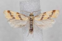 Aethes bilbaensis