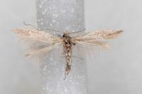 Bedellia ehikella