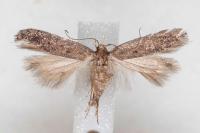 Stomopteryx spathulella