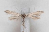Coleophora chamaedriella