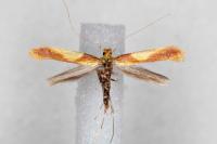 Caloptilia alchimiella