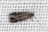 Aproaerema anthyllidella