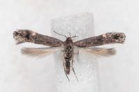 Aproaerema anthyllidella