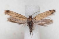 Scythris subseliniella
