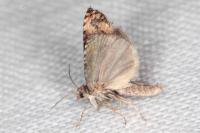 Endothenia oblongana