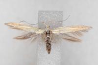 Coleophora oriolella