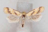 Aethes bilbaensis