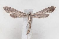 Agdistis heydenii