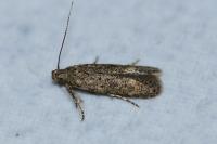 Tuta absoluta