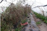 Tuta absoluta