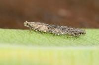 Tuta absoluta