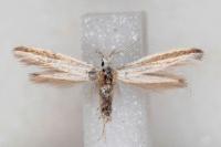Coleophora pulchripennella